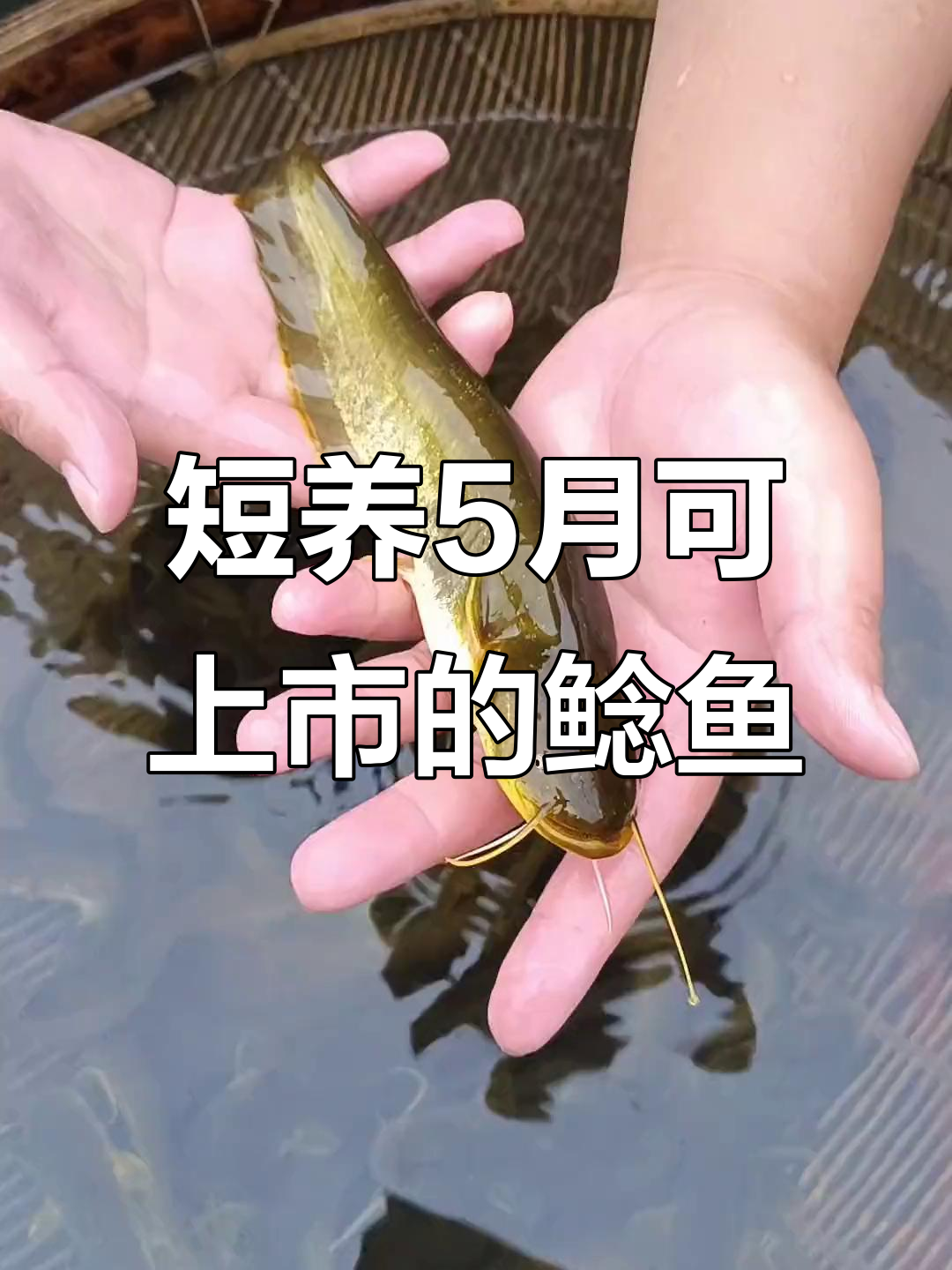 小溪里的鲶鱼,五个月就能出塘,养殖越久利润越高