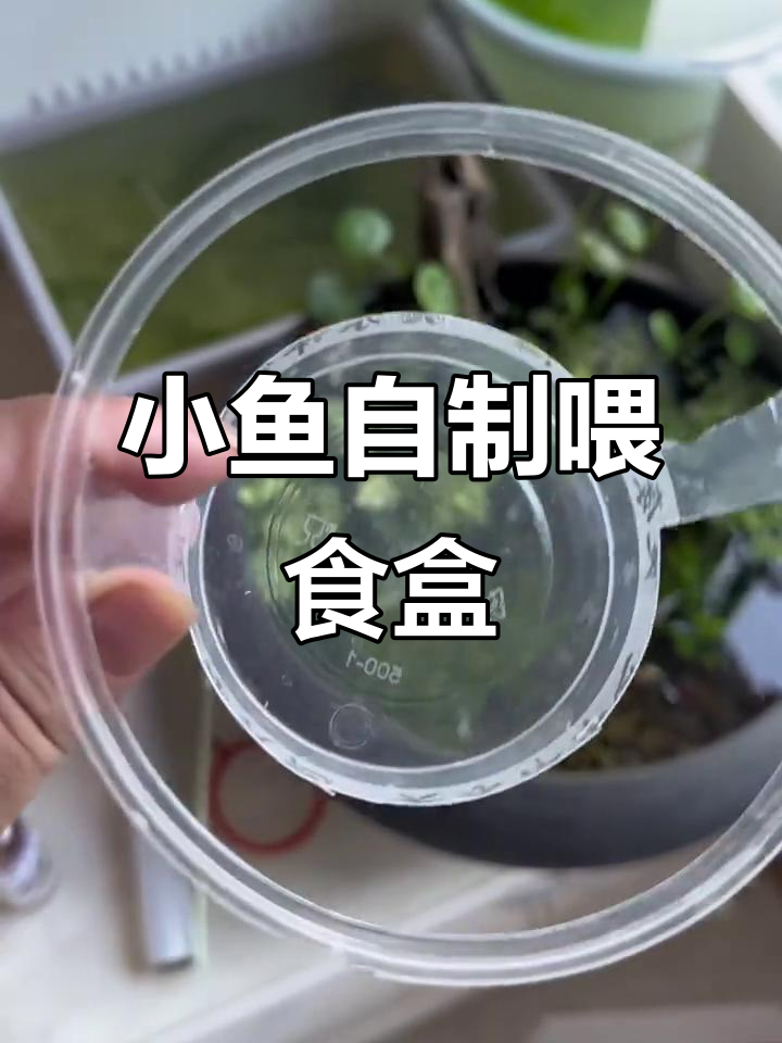 自制喂食器,让小鱼吃得开心不乱飘