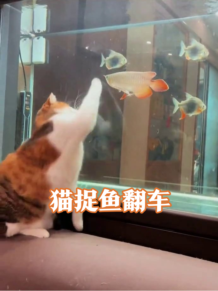 猫咪苦练捕鱼术，爪子都快伸鱼缸里了，结果鱼影子都没捞着