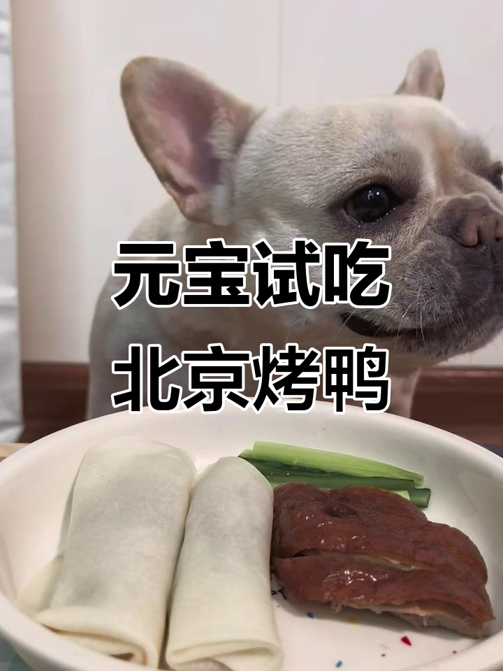 元宝吃北京烤鸭,舌头竟然有这种功能!