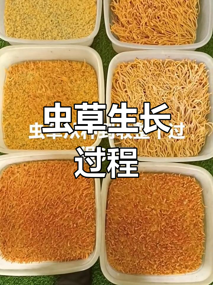 虫草生长全过程揭秘,60天周期详解