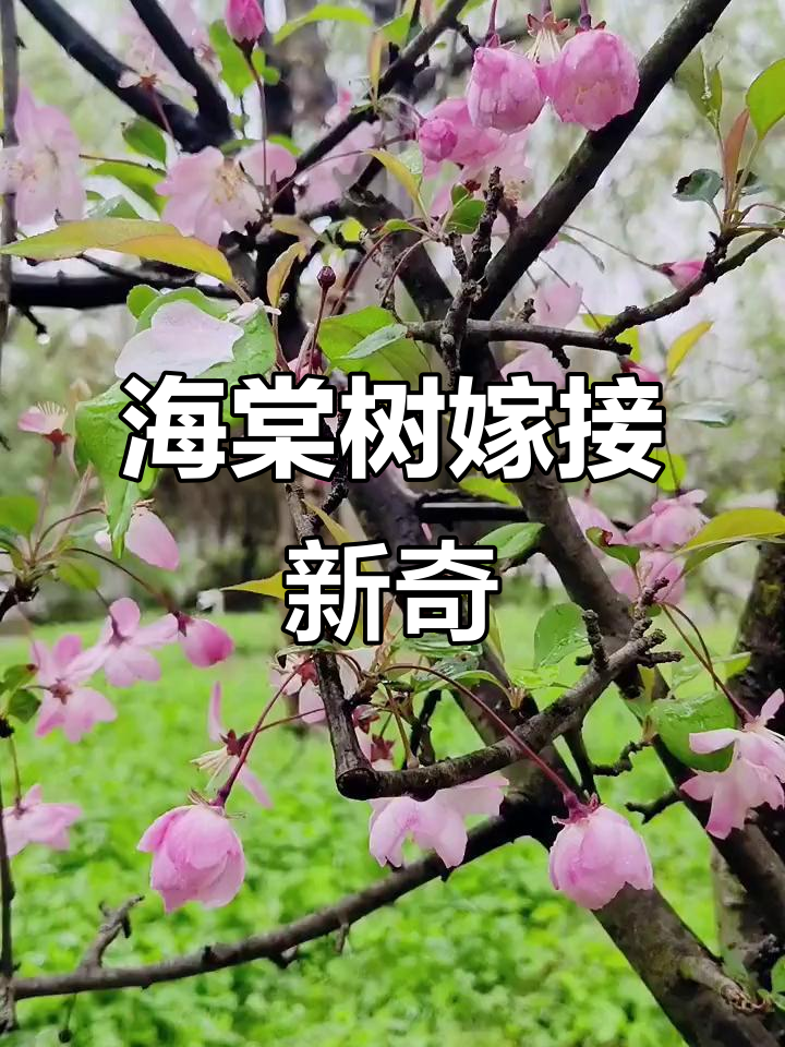 西湖海棠与垂丝海棠的奇妙嫁接,大自然真神奇