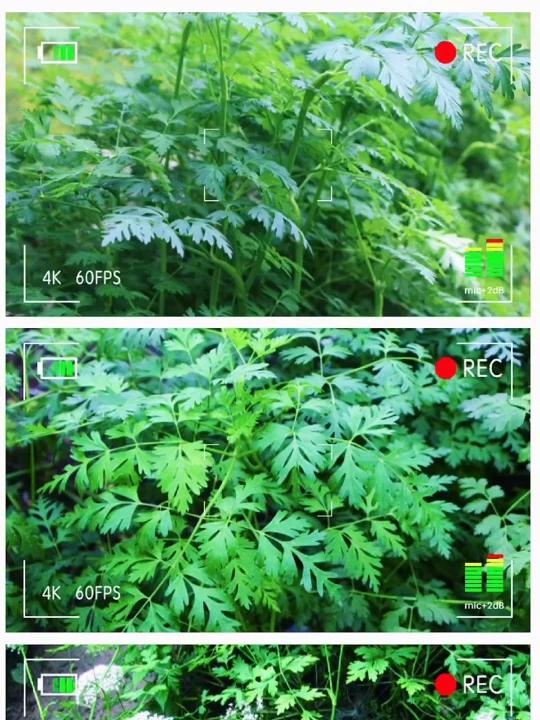 魅力中草药每日一药之藁本,全景展示药材从田间到药房的生命历程!药为医之魂,药材好、药才好!