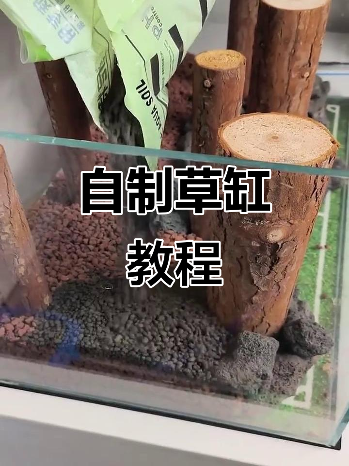 鱼缸造景全攻略:从木头到火山石的完美转变