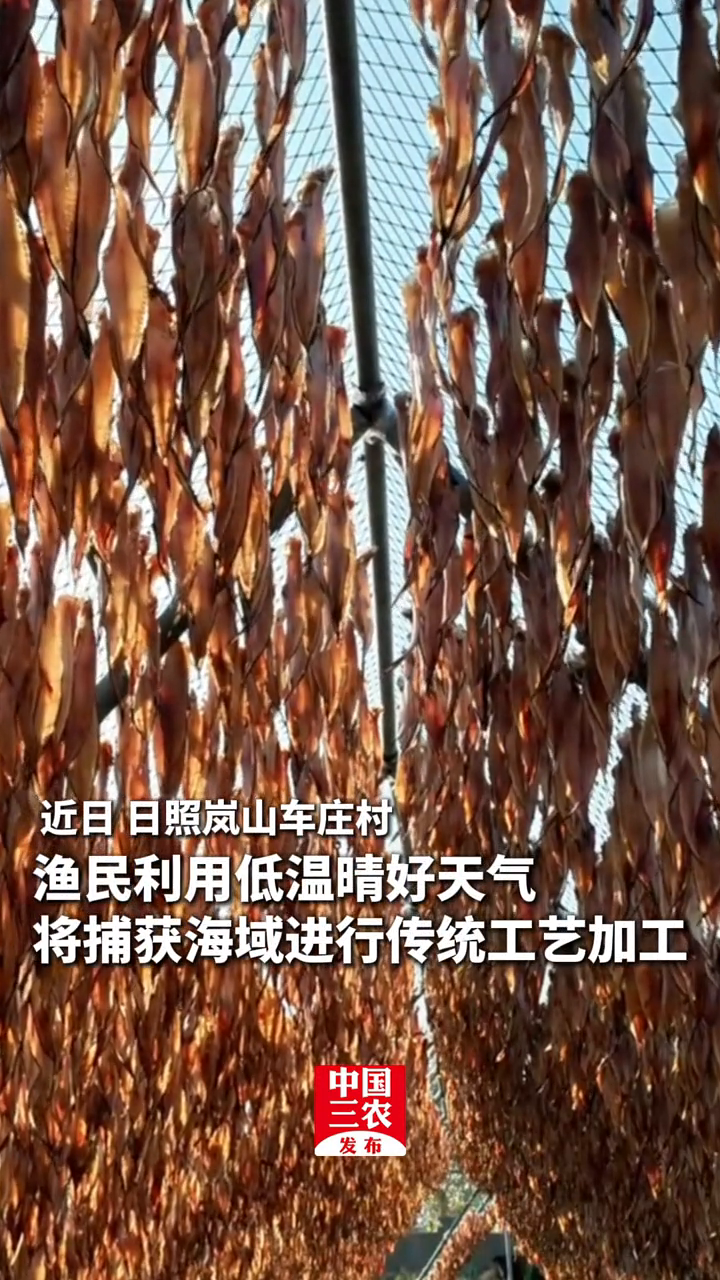 万条鱼干晾晒现场 网友：鲜味隔着屏幕扑面而来