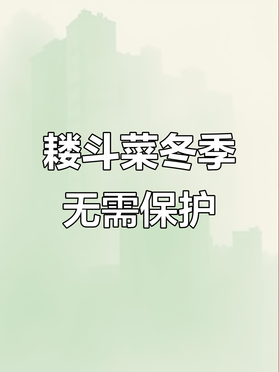 耧斗菜耐寒性强，零下三十度无防护过冬，春天花开如精灵飞舞