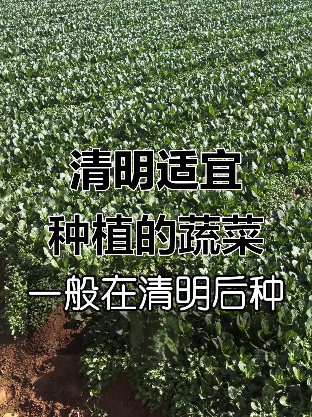 清明节前后适合种什么蔬菜?叶菜、豆角和瓜类全攻略