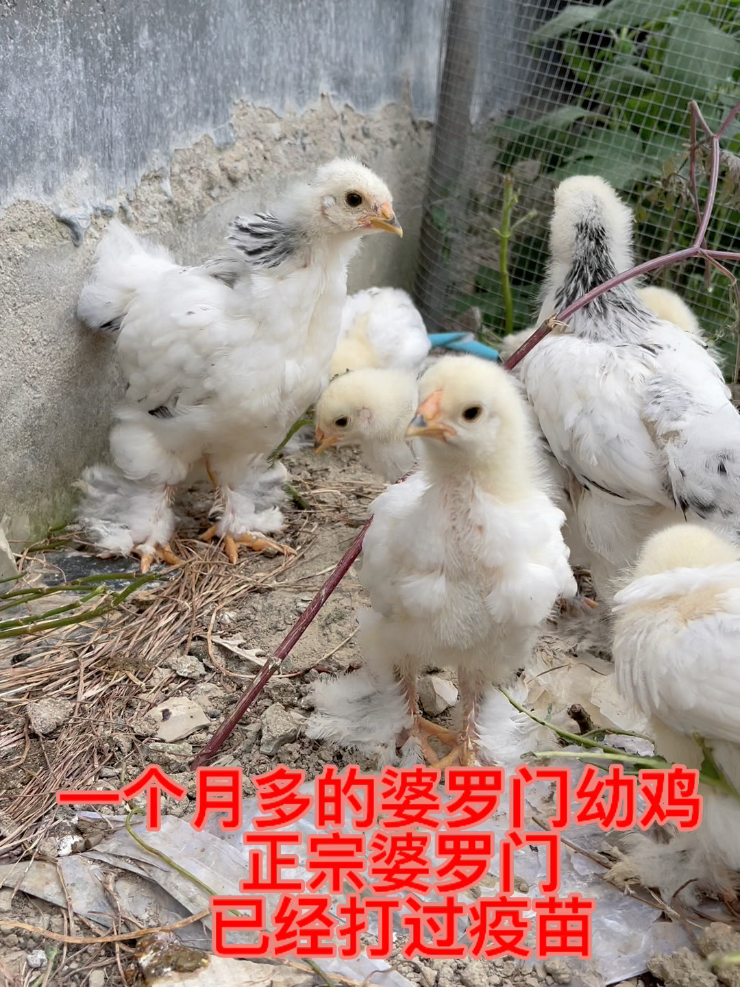 婆罗门鸡苗又名梵天鸡