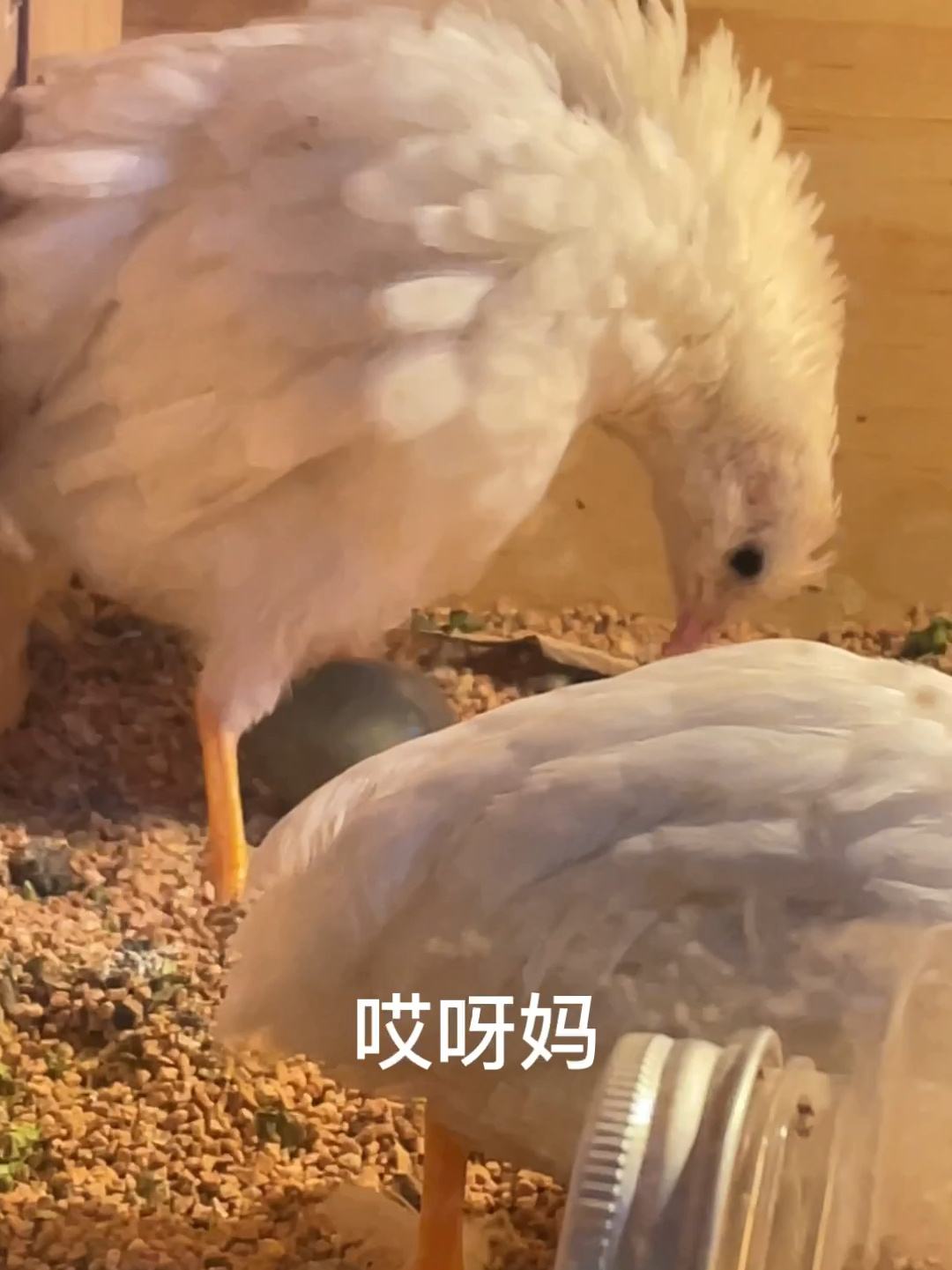 记录|芦丁鸡下蛋过程