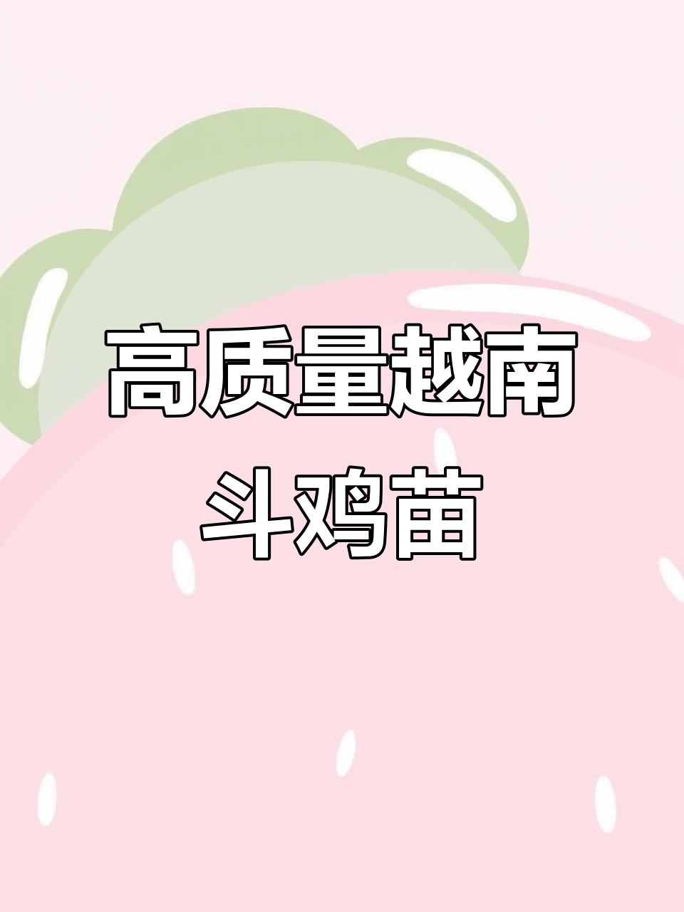 越南斗鸡纯种母鸡养殖揭秘,文化与技艺的完美结合