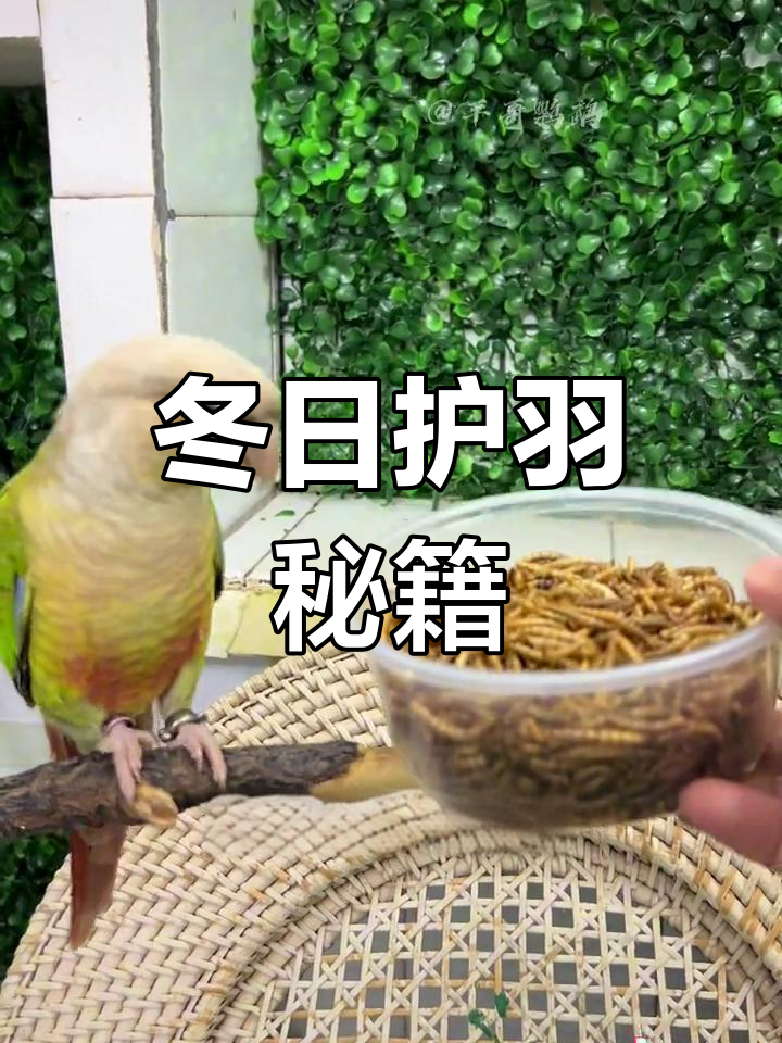 冬季养鸟,面包虫助力鹦鹉囤积脂肪与蛋白质