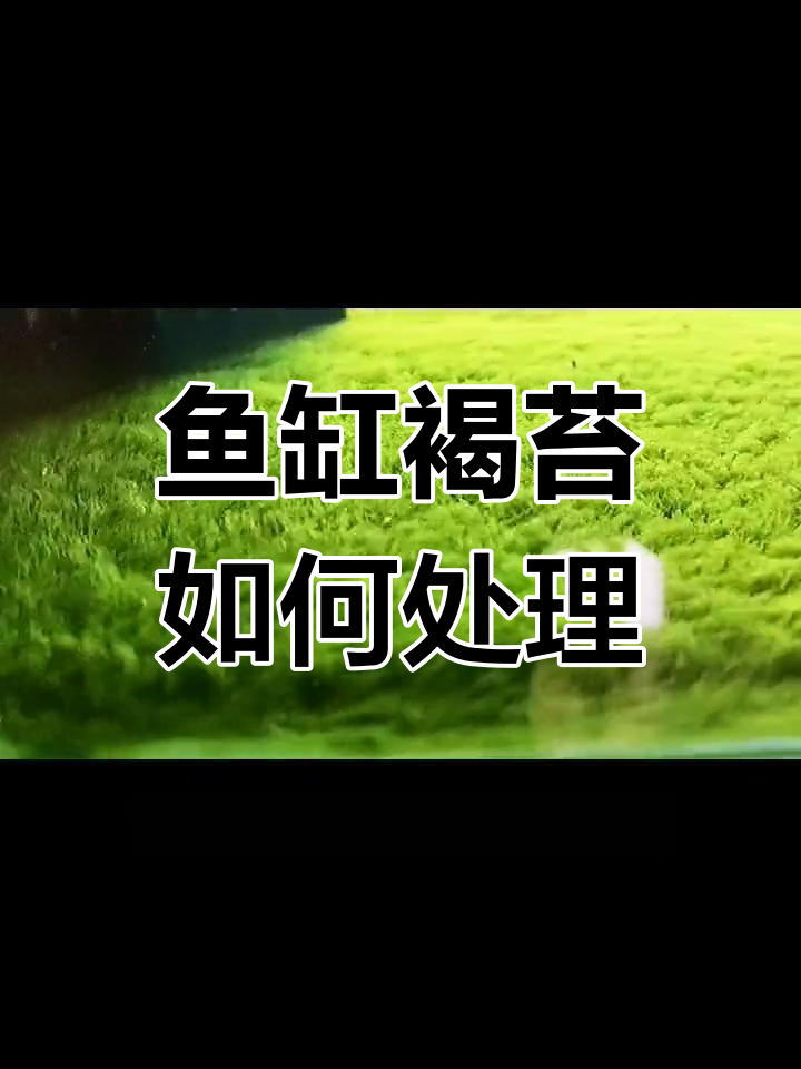 鱼缸褐苔绿藻不影响水质,清理方法超简单
