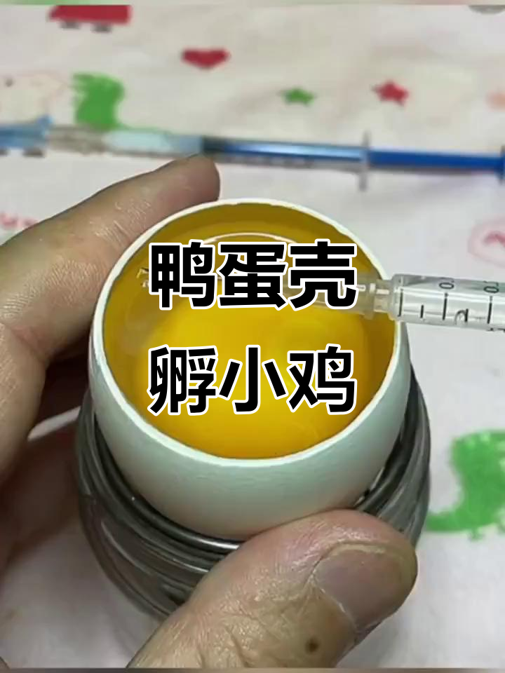 用鹅蛋壳孵化鸡蛋,第二天变化惊人