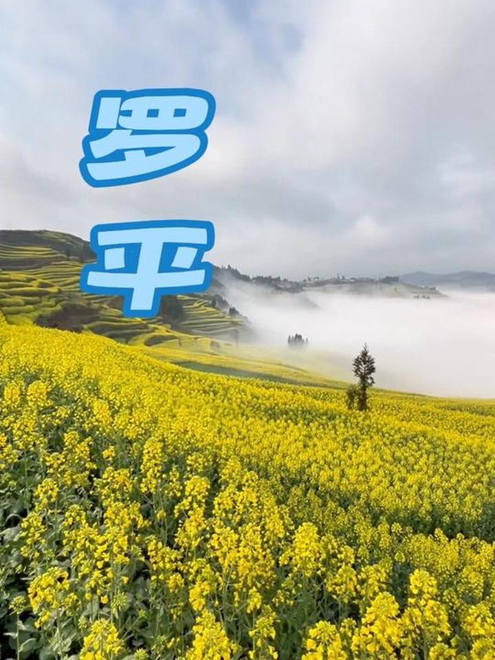 在云南罗平找到路边的云上花海，可看油菜花海和云海