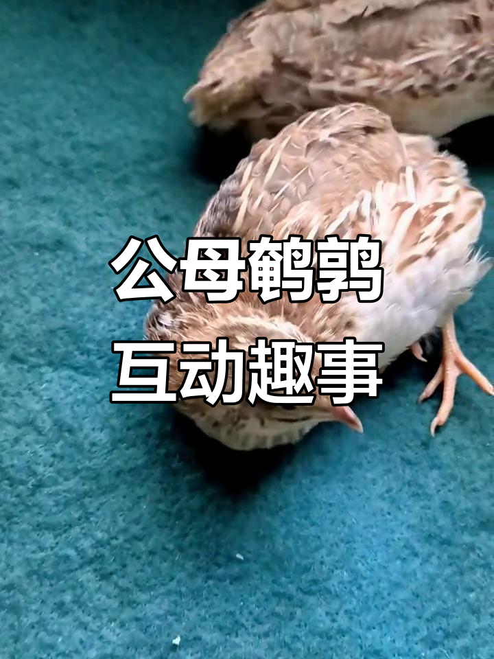 母鹌鹑在地毯上享受,公鹌鹑叫声不断