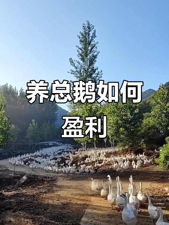 养鹅赚钱的三大关键技巧,避免常见误区