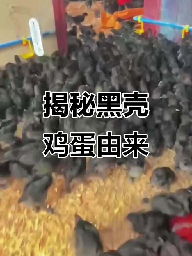黑壳鸡蛋的秘密:从乌骨鸡苗到产蛋全过程