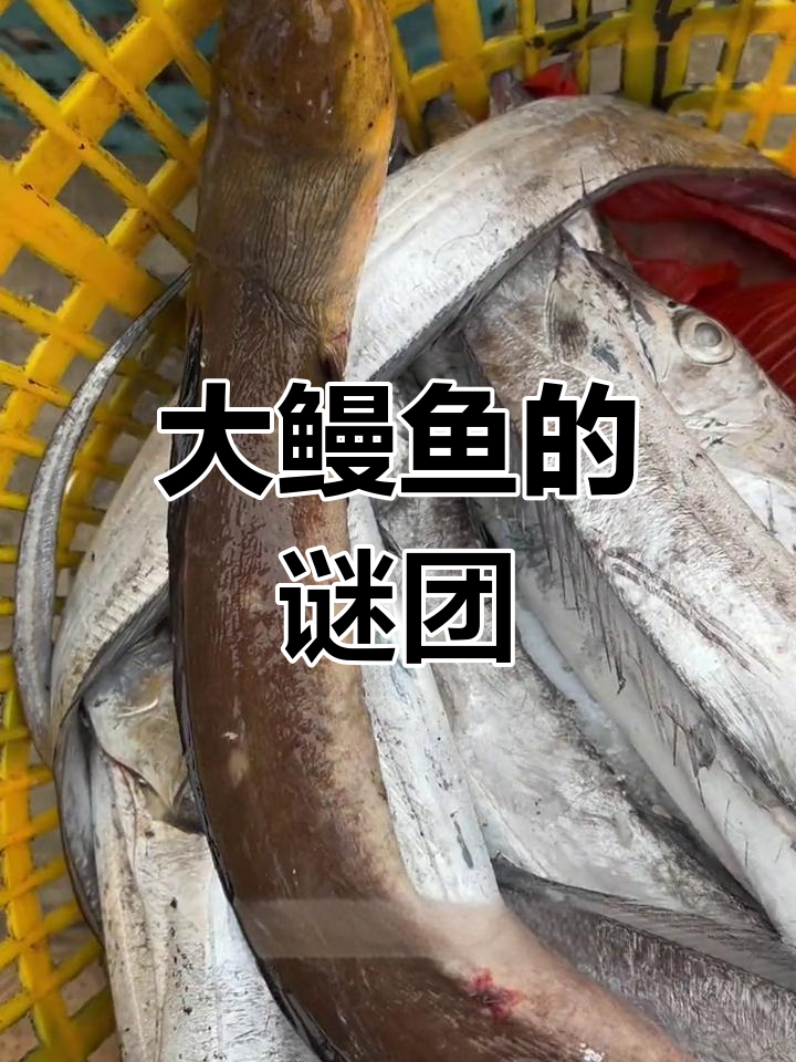 这条大鳗鱼真是罕见,和土龙对比才敢确认身份!
