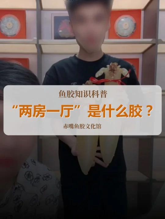 “两房一厅”鱼胶是什么品种?