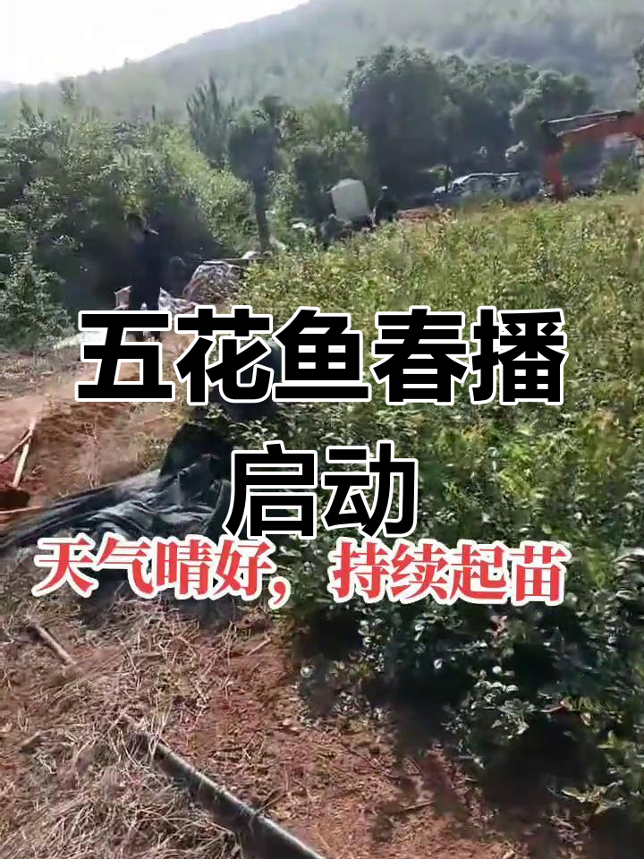 春季黄金种植时机,两百亩五花鱼开始播种