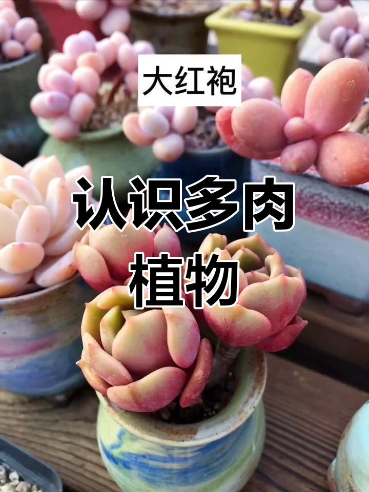 多肉品种大揭秘,教你如何识别常见种类