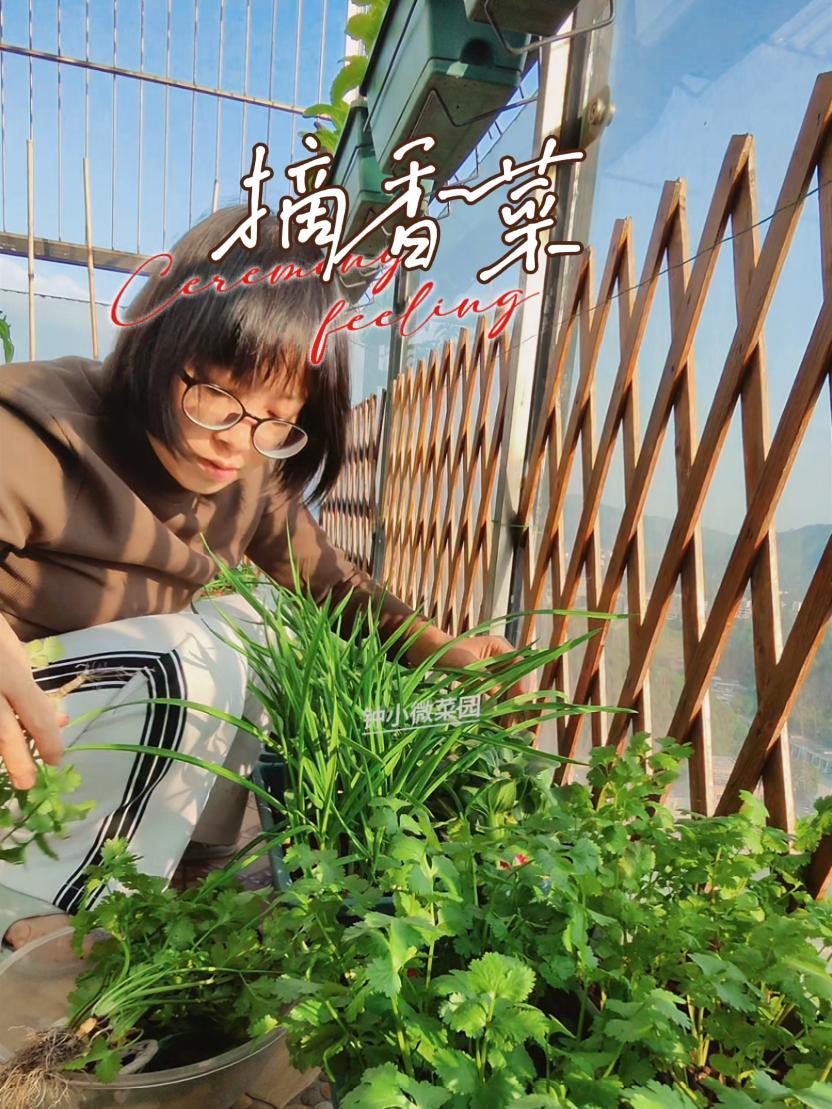 我的阳台小菜园 自己种的纯天然的绿色蔬菜 种菜 室内盆栽
