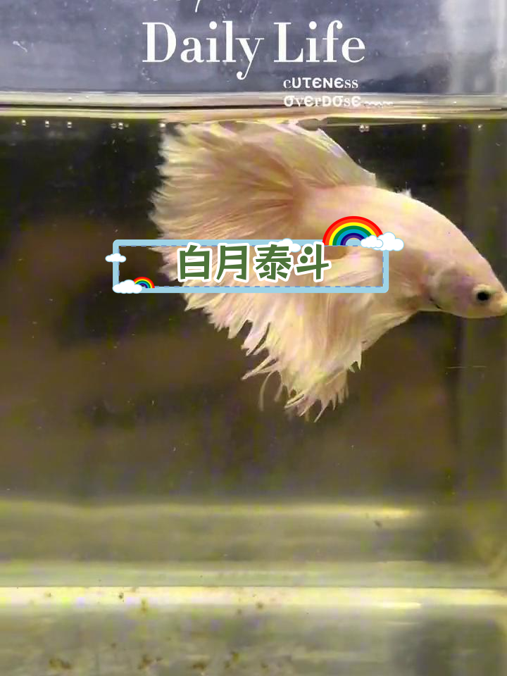 纯白半月泰国斗鱼,独特耳形与尾型