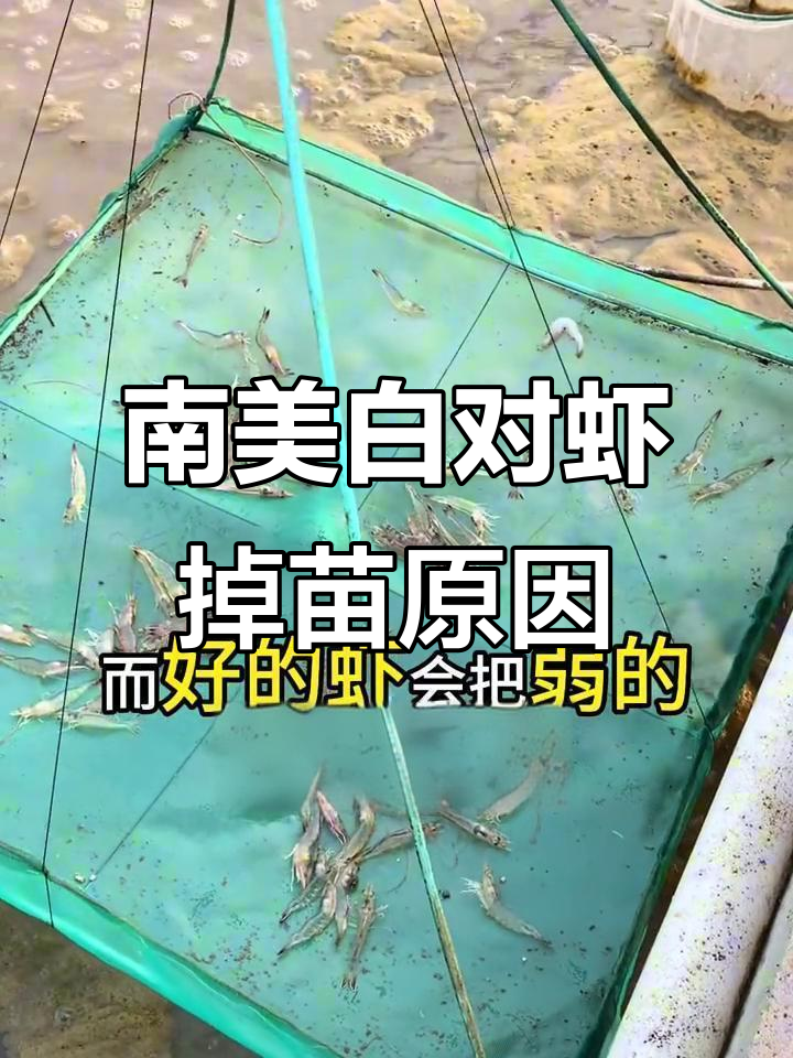 如何判断南美白对虾掉苗原因?非生物因素分析