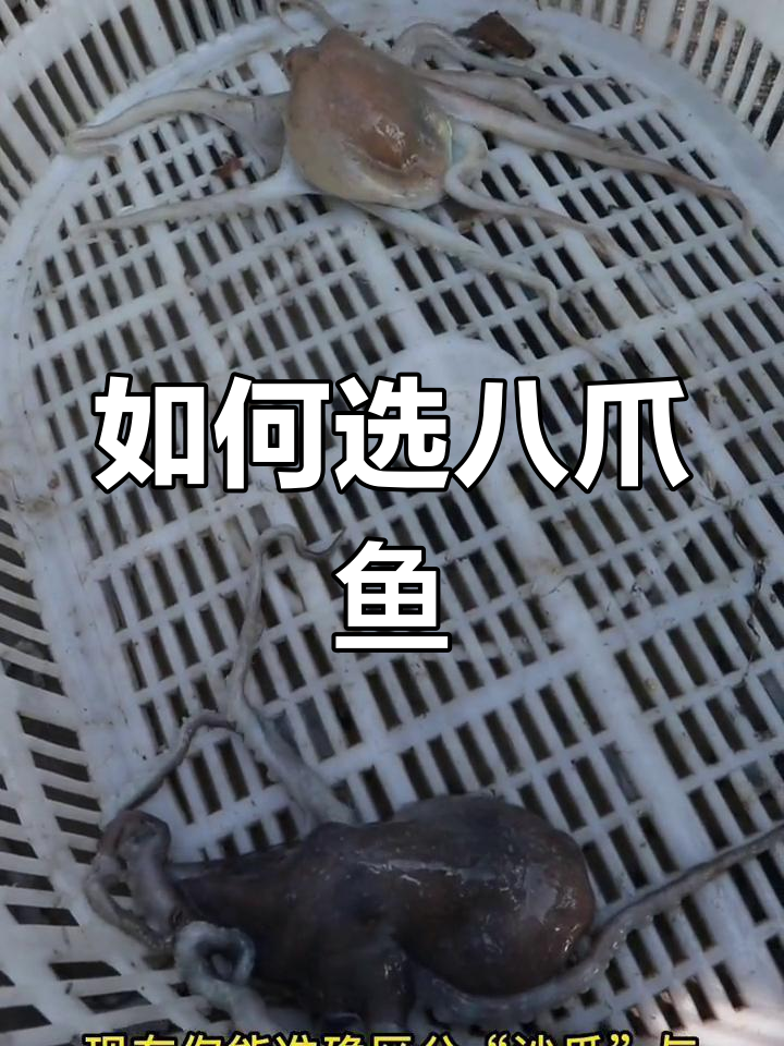 章鱼种类与挑选技巧大揭秘