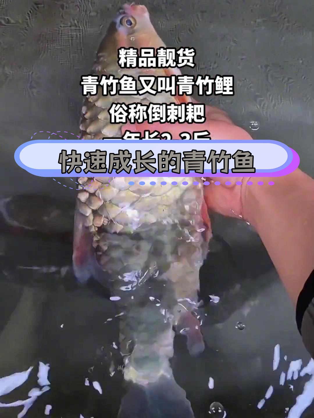 青竹鱼生长迅速,适应性强,是优质观赏和食用鱼类