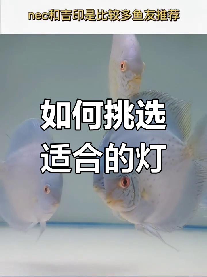 七彩神仙鱼灯光选择指南
