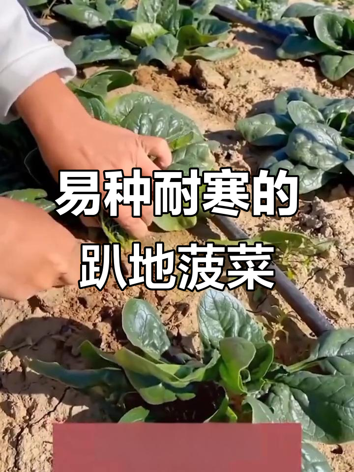 耐寒又好吃的趴地菠菜,种植简单不挑地方
