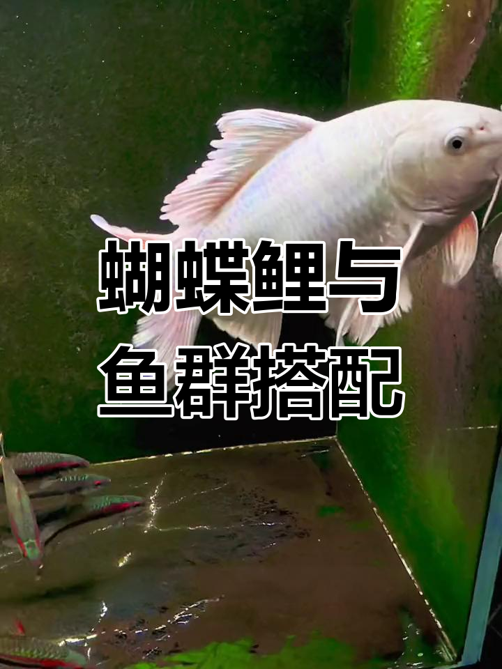 混养须谨慎,避免过度拥挤