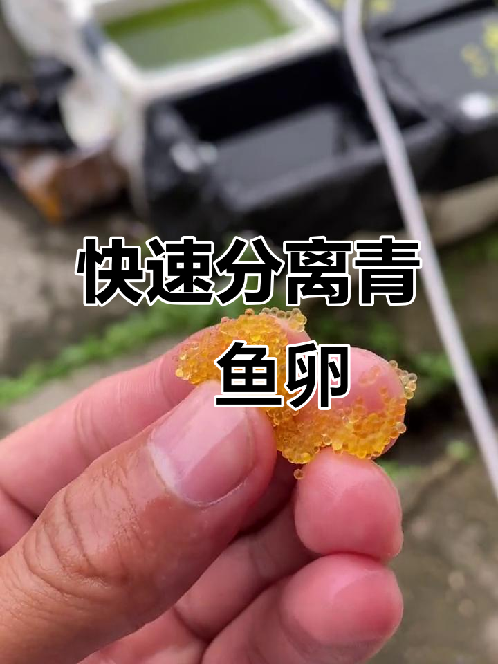 青鳉鱼卵分离技巧大揭秘,轻松搞定!