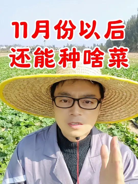 11月份以后,还能种啥菜?种菜 蔬菜种植 分享农业知识帮农民增产增收 新农人计划2024