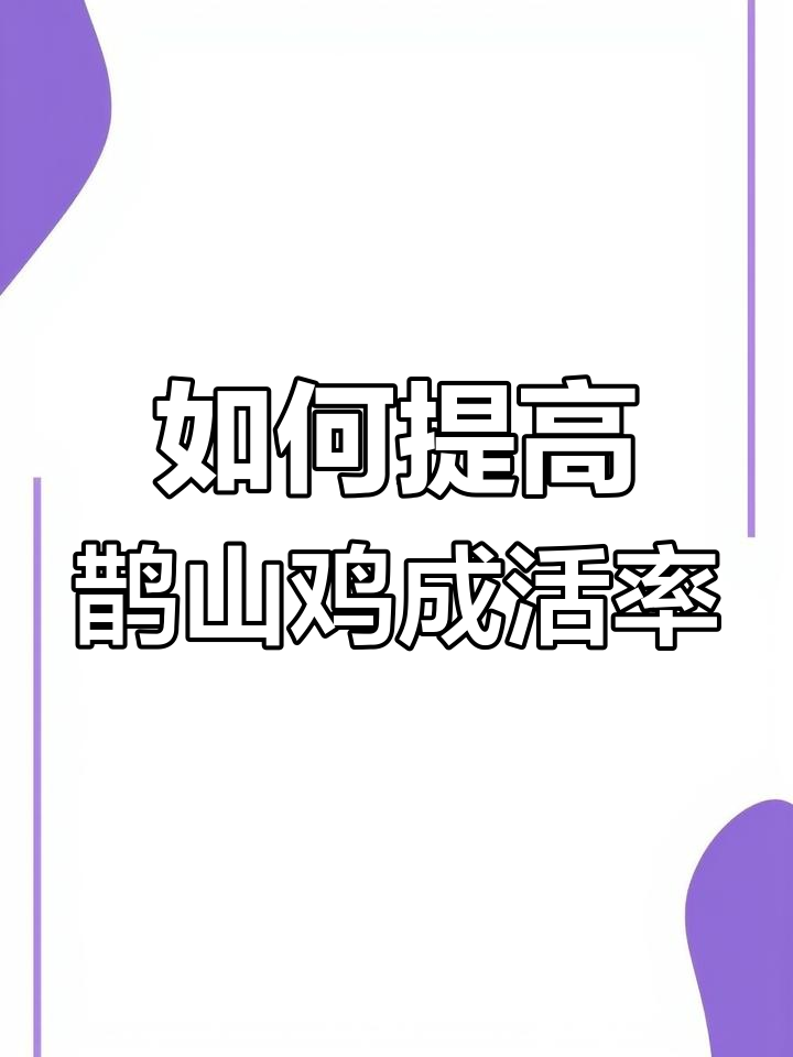 鹊山鸡小苗养殖技巧:温度、湿度、饮水与开口药全解析