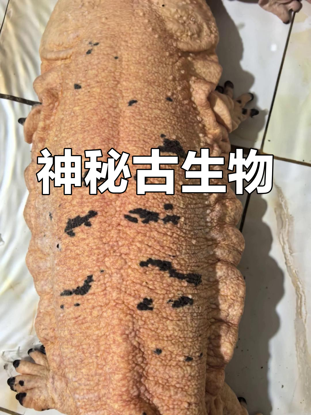 粉色娃娃鱼,古老智慧与力量的象征