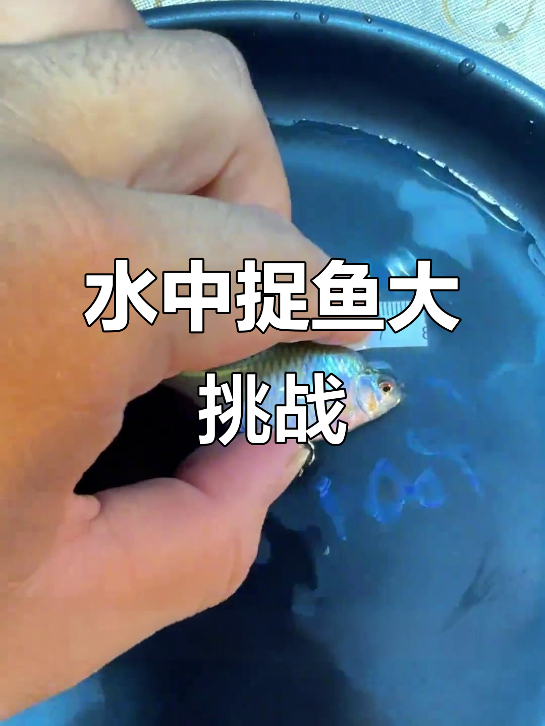 捕捉30只七彩鳑鲏，水中一战，粉丝福利满满！