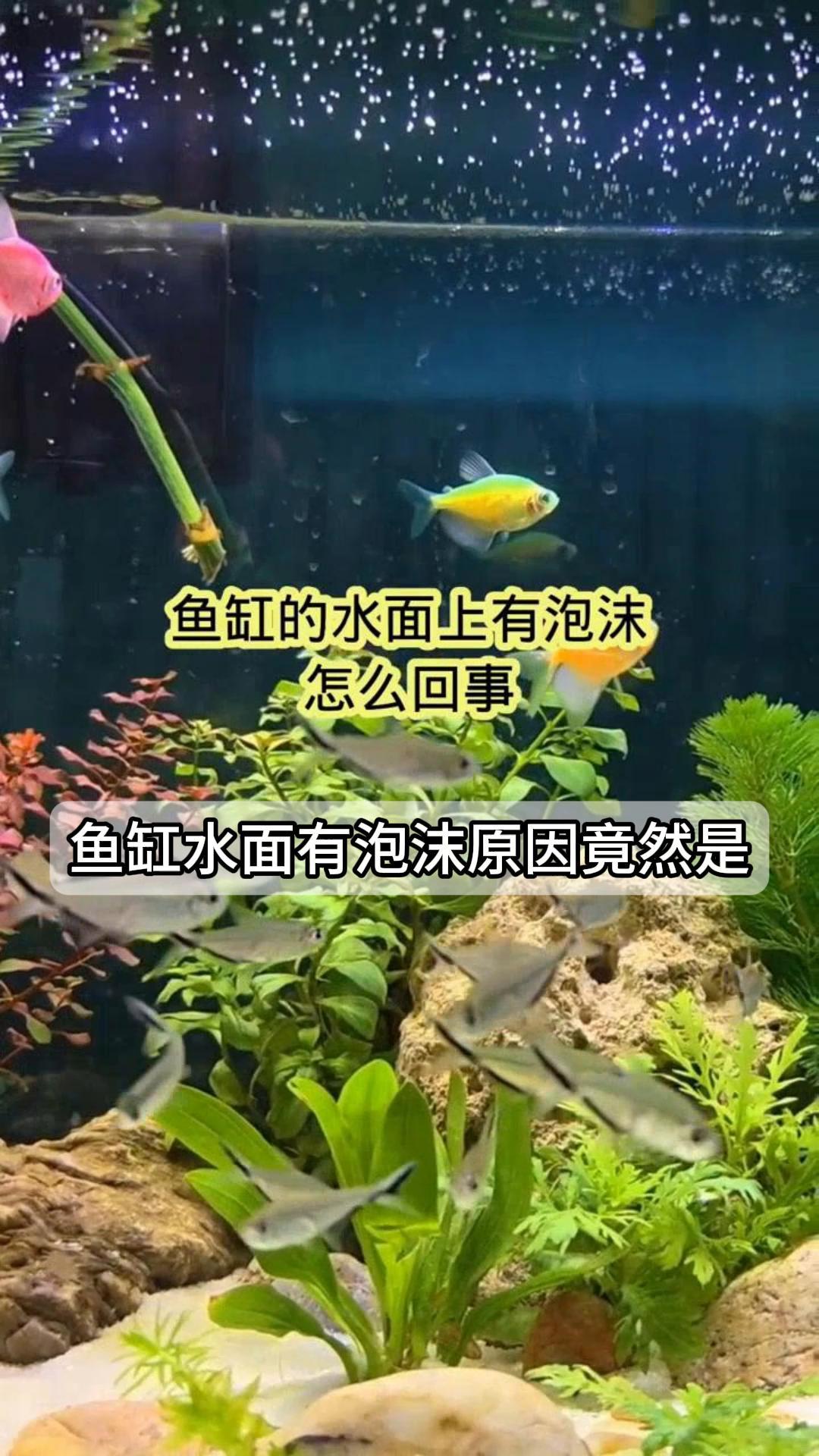 鱼缸水面有泡沫,原因竟然是?