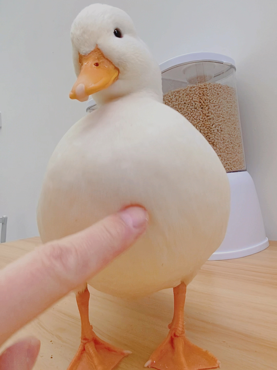 柯尔鸭吃什么才能白白胖胖呢?