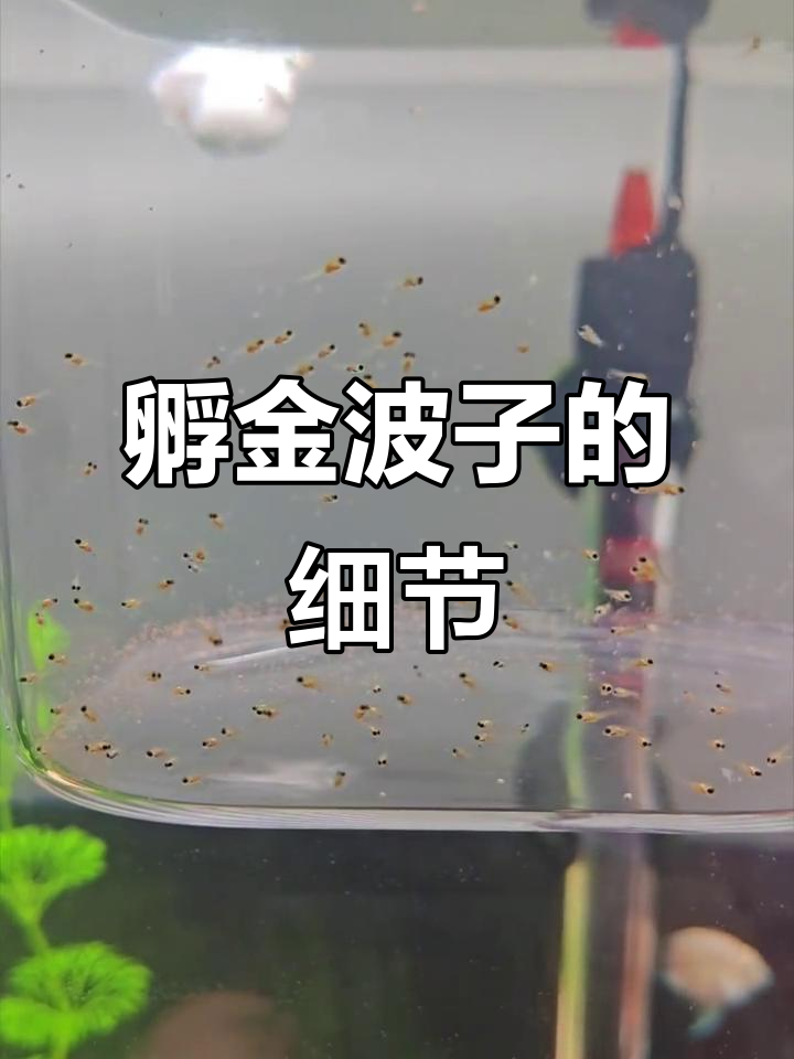 金波子孵化全过程：从卵到鱼苗的成长记录