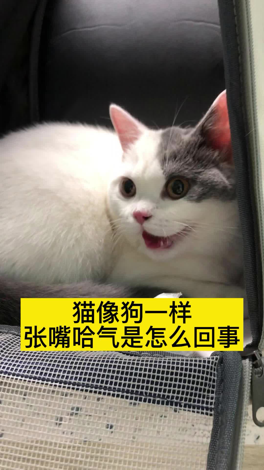 猫咪像狗一样喘气吐舌头正常吗?什么原因?