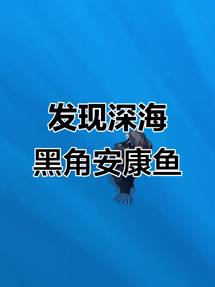 首次捕捉到深海黑角安康鱼,神秘生物现身海底