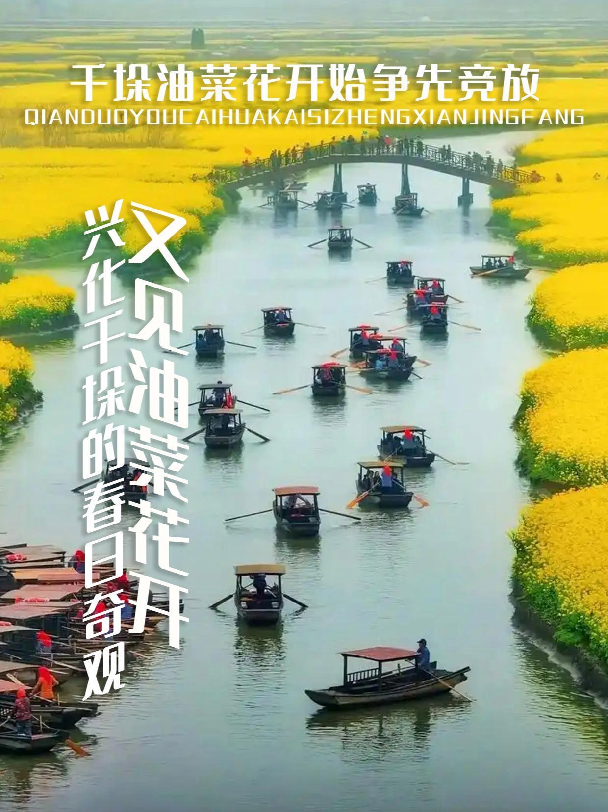 千垛油菜花,一眼万年的金色花海 这里,不是莫奈画中的花园,却比画更让人沉醉。千垛油菜花,是