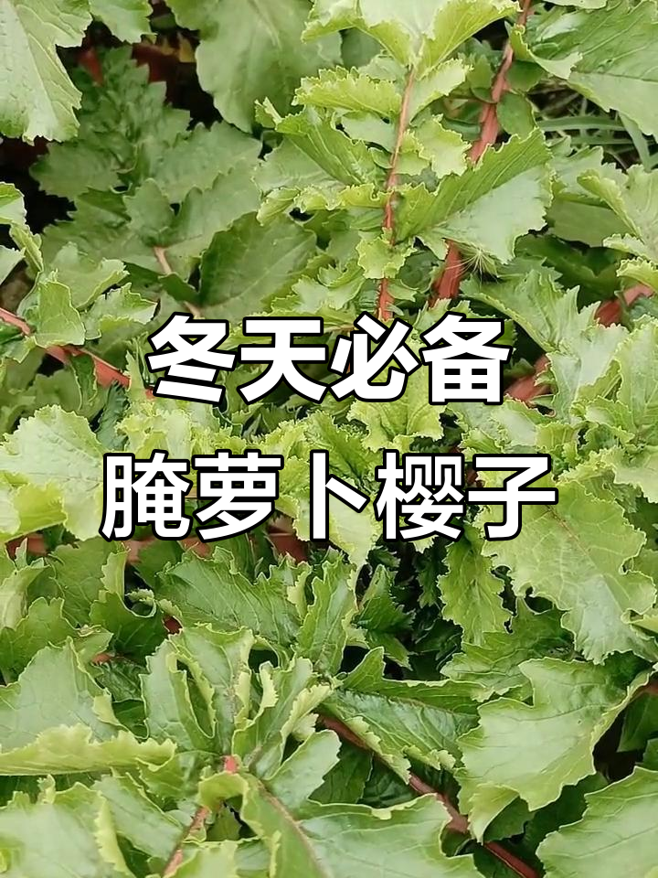 萝卜缨子营养丰富,冬季储存做法大揭秘