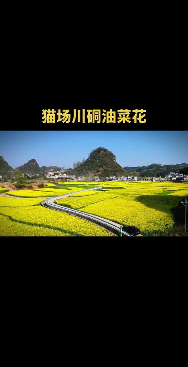 探秘贵州原始油菜花景点,精致特别交通便利