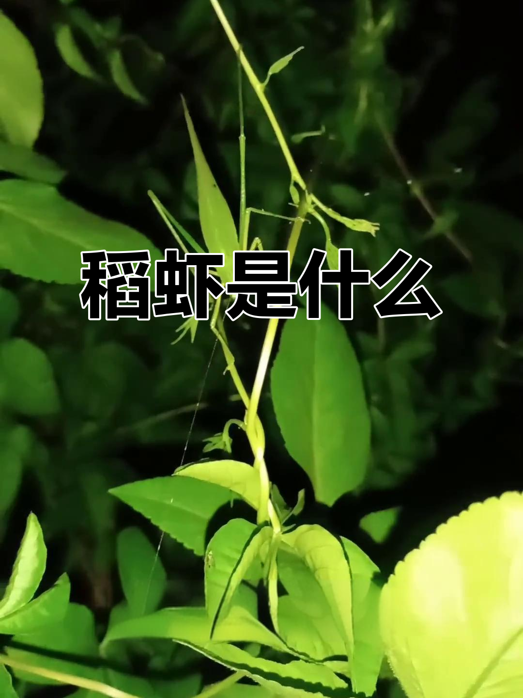 潮汕话里的“稻虾”到底是什么?揭秘动物真相