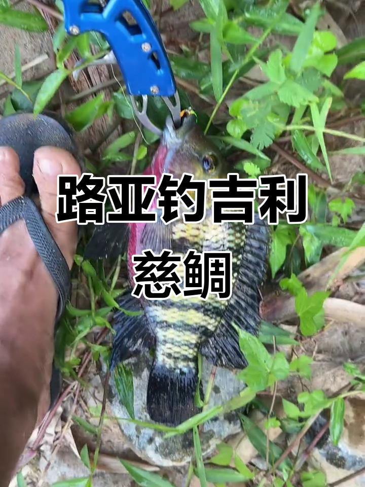 吉利慈鲷勇斗路亚,罗非鱼疯狂抢镜