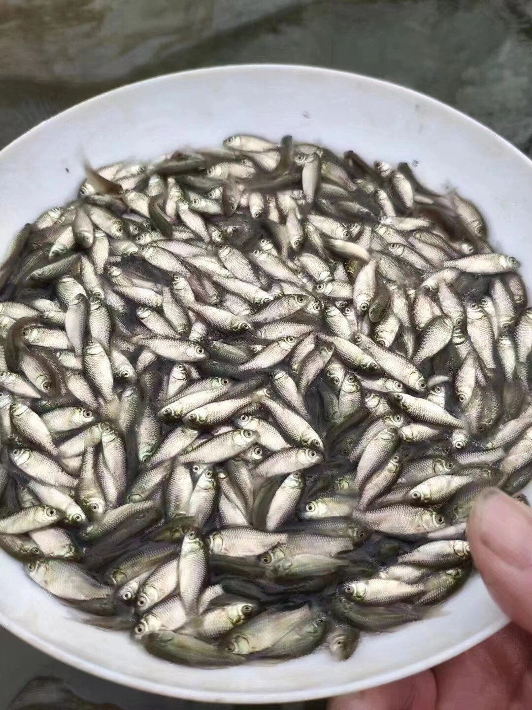 鲫鱼苗 中科5号鲫鱼苗