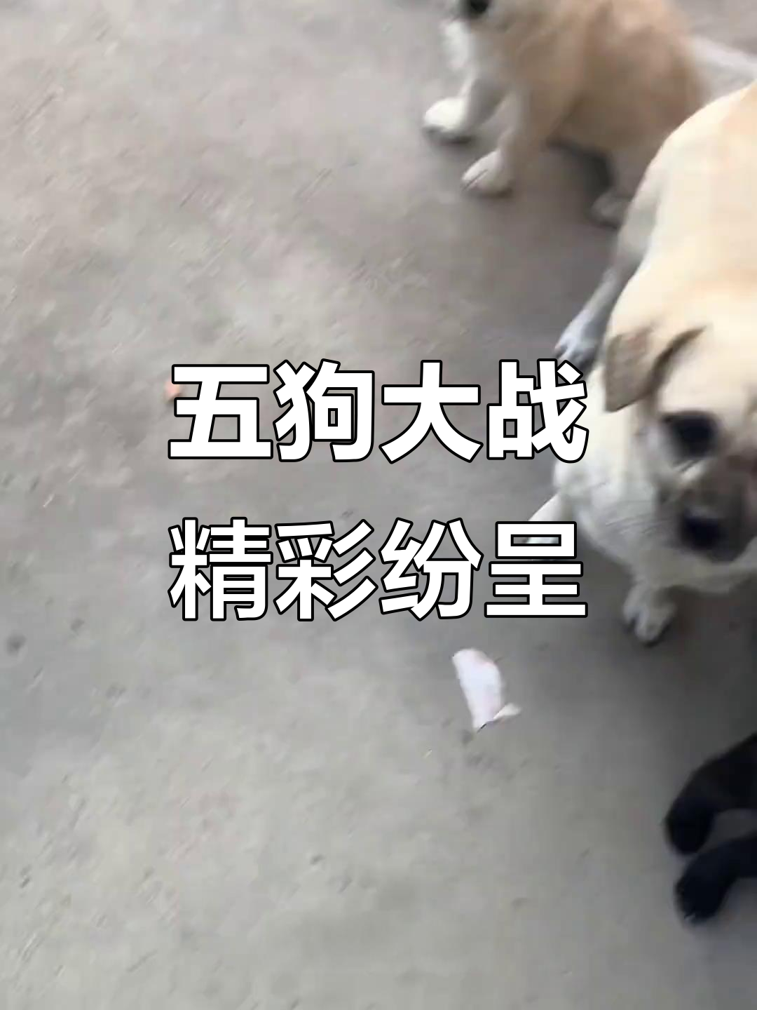 晋北五军之战：豆浆、包子等狗狗大展身手